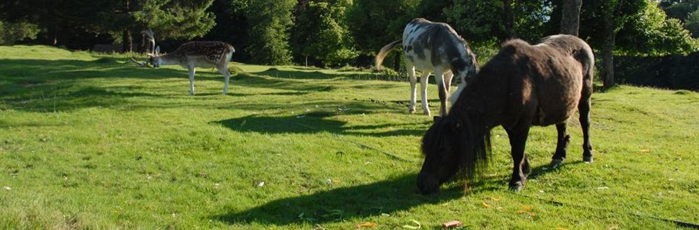 Les Jardins De Sophie 4* Xonrupt-Longemer